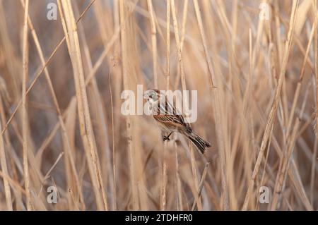 Savi`s Warbler, Locustella luscinioides, auf einer Seggenpflanze in einem Feuchtgebiet. Stockfoto